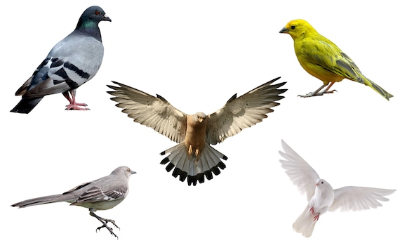 Png 5 Birds Birds PNG Bird PNG Birds Clipart Birds Files | Etsy Canada