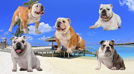 10+ Blue Color Bulldog