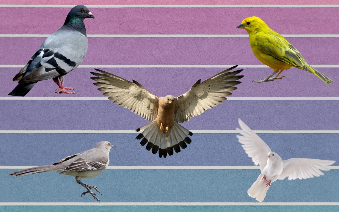 Png 5 Birds, Birds PNG, Bird PNG, Birds Clipart, Birds Files for Cricut, Bird Clip Art, Birds ...