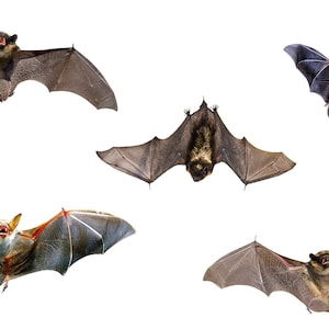 5 png bat, halloween png, bat silhouette, bat clipart, halloween bat png, bat clipart, halloween bat, bat cut file, bat clip art