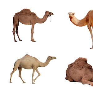 PNG 5 camel, camel clipart, camel vector, camel silhouette, camel png, camel cut file, camel cricut, clip art camel, camels