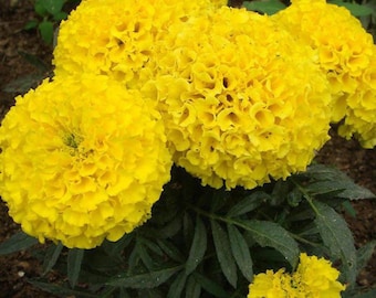 100Pcs Yellow Marigold Maidenhair Seeds Home Garden Edible Flower Plant Seed NEW