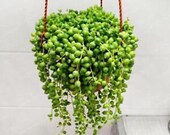 100pcs String Of Pearls Seeds Succulents Hanging Basket Senecio Rowleyanu RARE Beautiful Hanging Planter Terrarium Succulent Plants