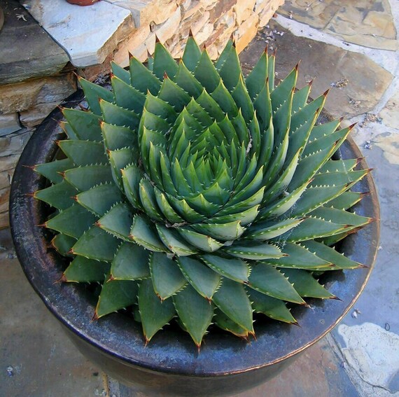 100pcs Spiral Aloe Vera Seeds Succulent Edible Medicinal Etsy