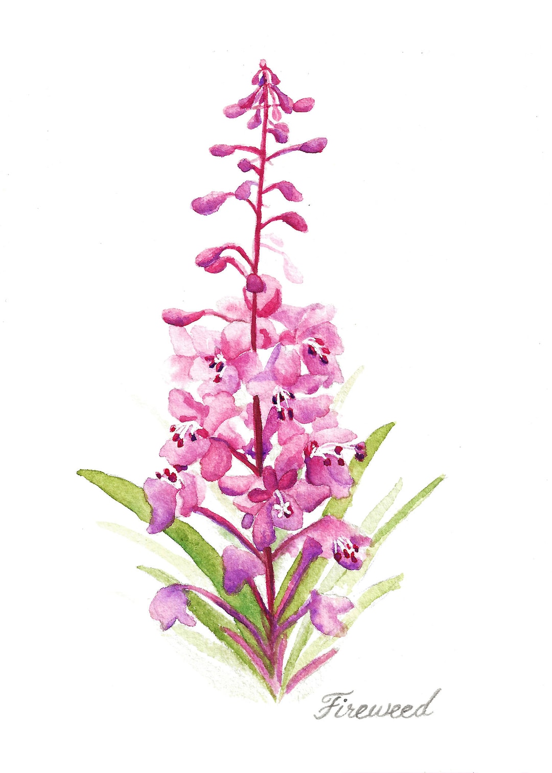 Fireweed Watercolor Alaskan Wildflower Fine Art Print - Etsy