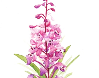Fireweed Watercolor Alaskan Wildflower Fine Art Print