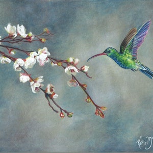 May include: A green and blue hummingbird with a long beak hovers near a branch of white blossoms against a gray background. The artist's signature, "Katie McLoud", is in the bottom right corner.