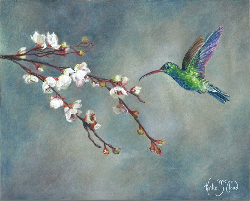 May include: A green and blue hummingbird with a long beak hovers near a branch of white blossoms against a gray background. The artist's signature, "Katie McLoud", is in the bottom right corner.