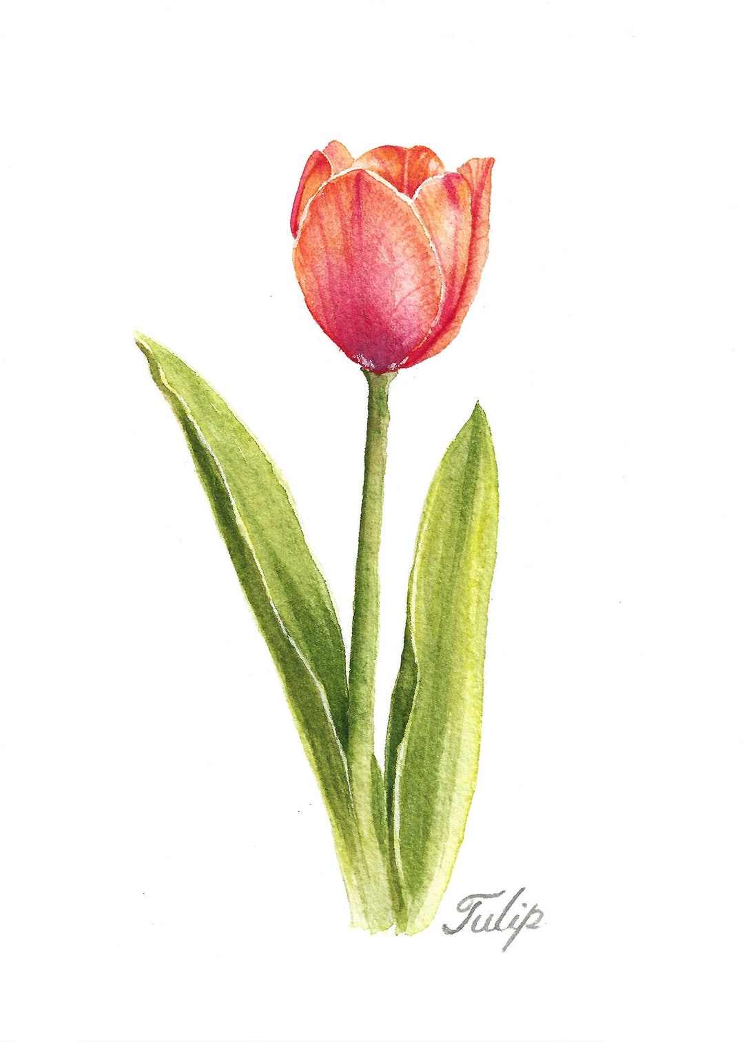 Tulip Watercolor Realistic Botanical Fine Art Print - Etsy