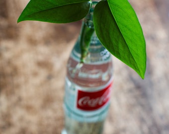 Golden Pothos cutting, house plant cuttings, Pothos cutting, Air Purifying Plant, live plants, gift for plant friend, rooted cutting,Starter