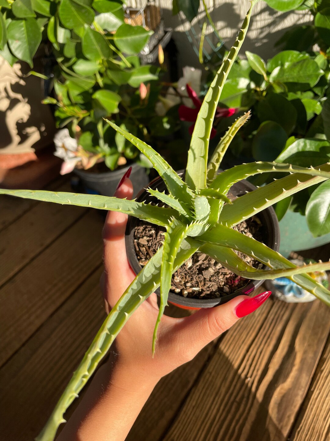 Aloe Vera Plant Live Aloe Vera Plant Aloe Plant Easy Plant Etsy