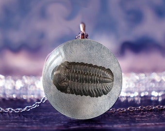 trilobite necklace , trilobite pendant , fossil necklace , trilobite jewelry , trilobite fossil ,fossil pendant