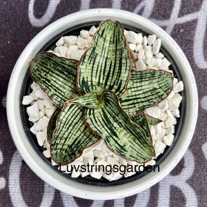 Sansevieria ‘Cleopatra’ beautiful perfect rosette! Small size plant US Seller