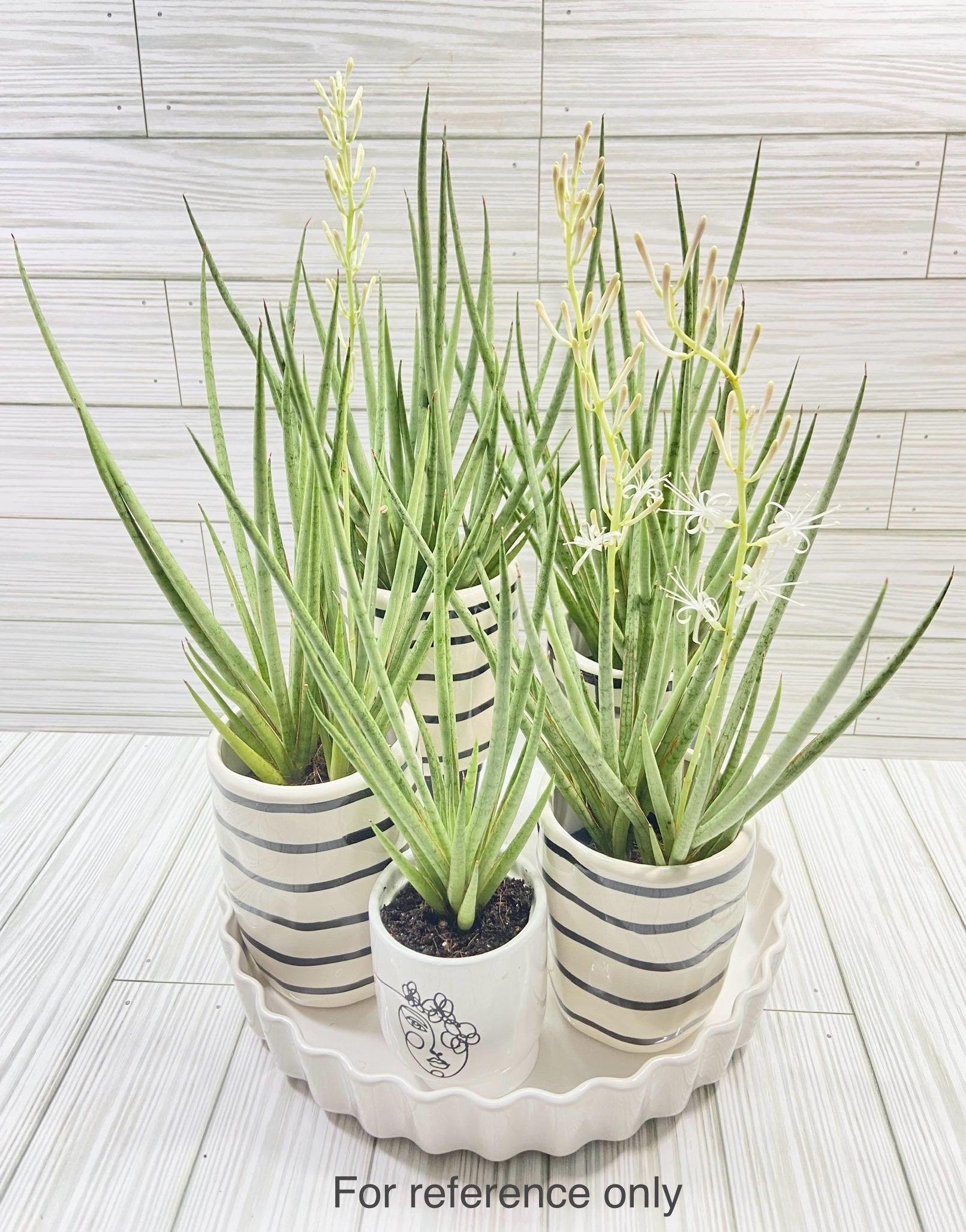 Sansevieria Hybrid Bacularis Mikado X Silver 2" Pot Plant US Seller - Etsy