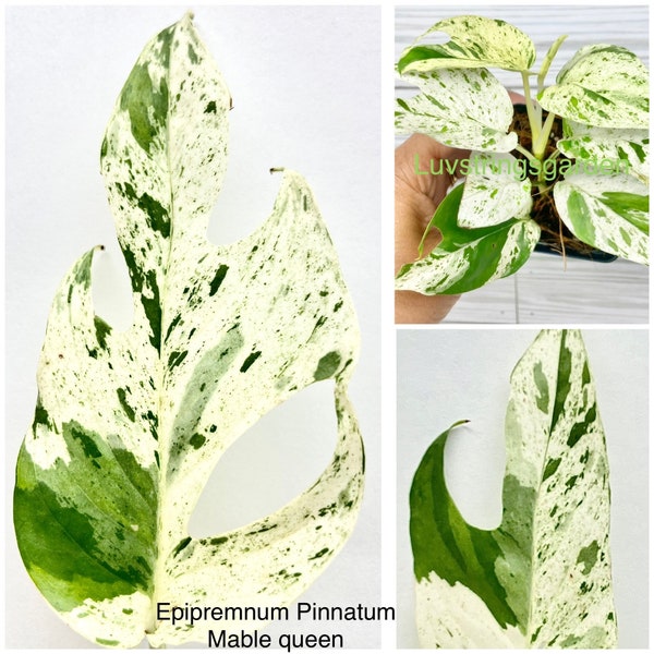 Epipremnum pinnatum marble queen variegated /philodendron collectors rare!!! plant US Seller