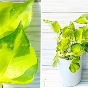 Epipremnum Neon Joy Pothos Extrêmement rare Importation / Collectionneurs Philodendron Vendeur américain