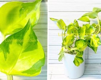 Epipremnum Neon Joy Pothos Extremely Rare Import/Philodendron collectors US Seller R29