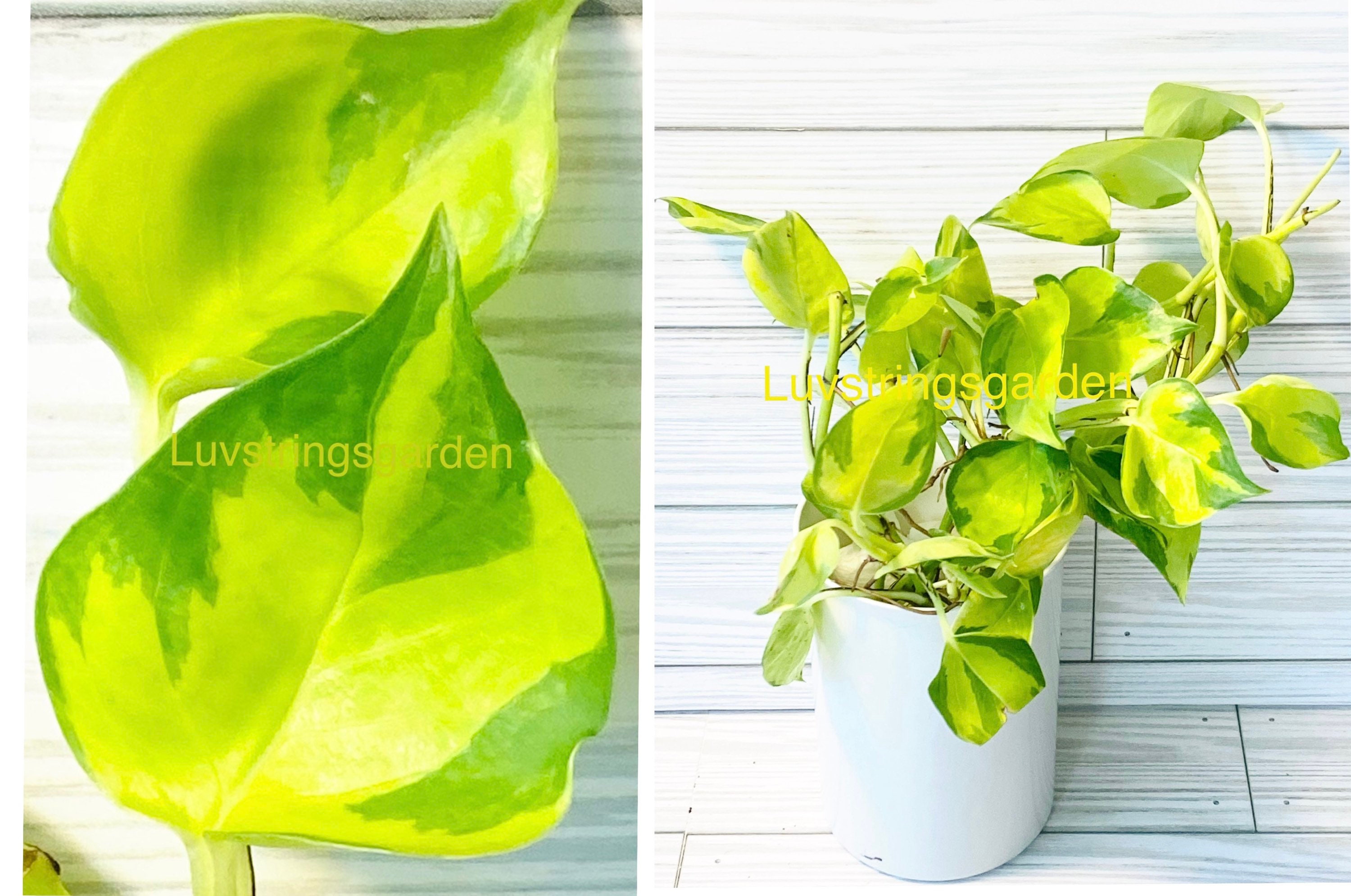 Epipremnum Neon Joy Pothos Extremely Rare Import/Philodendron 