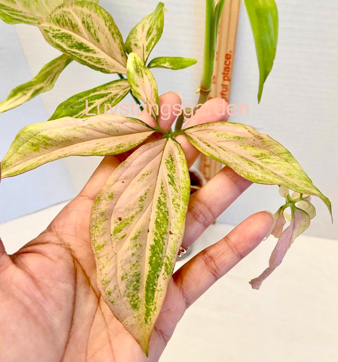Syngonium Trileaf Pink/pink Splash no Splash Plant US Seller Etsy