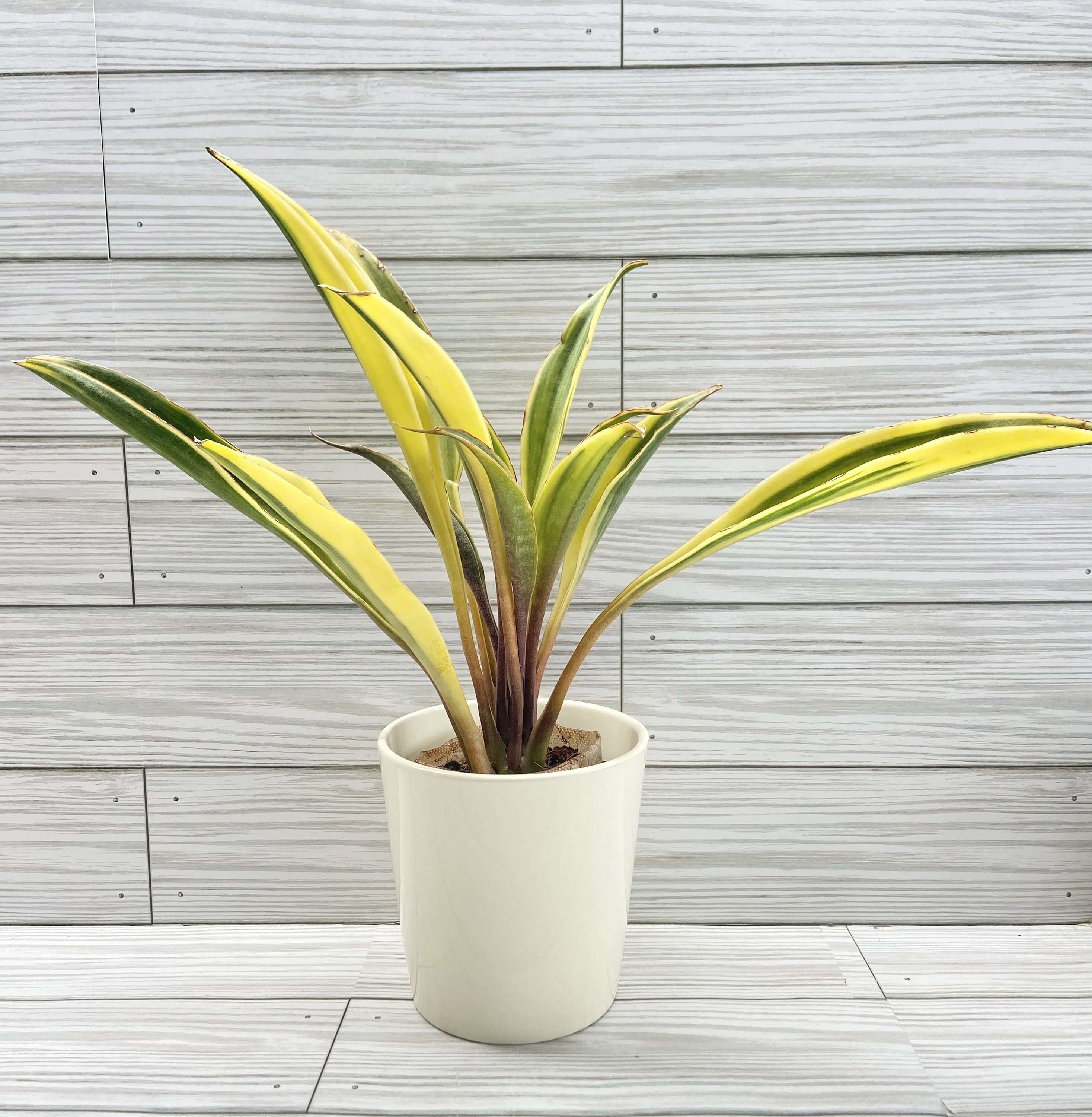 Sansevieria Sudwala Cave Variegated Purple Stem Exact Plant Rare