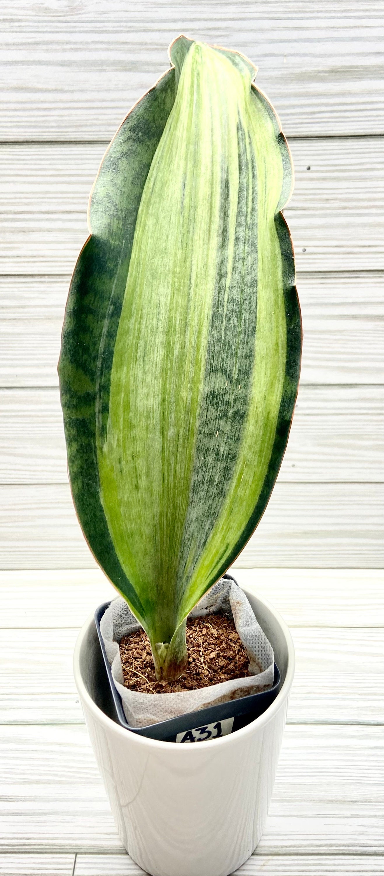 Sansevieria Bruda Elliptica X Masoniana/ Variegata 'white Wave