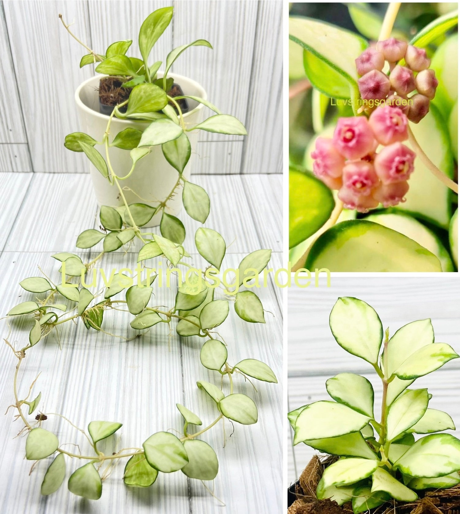 Hoya Heuschkeliana Variegata Plant US Seller - Etsy