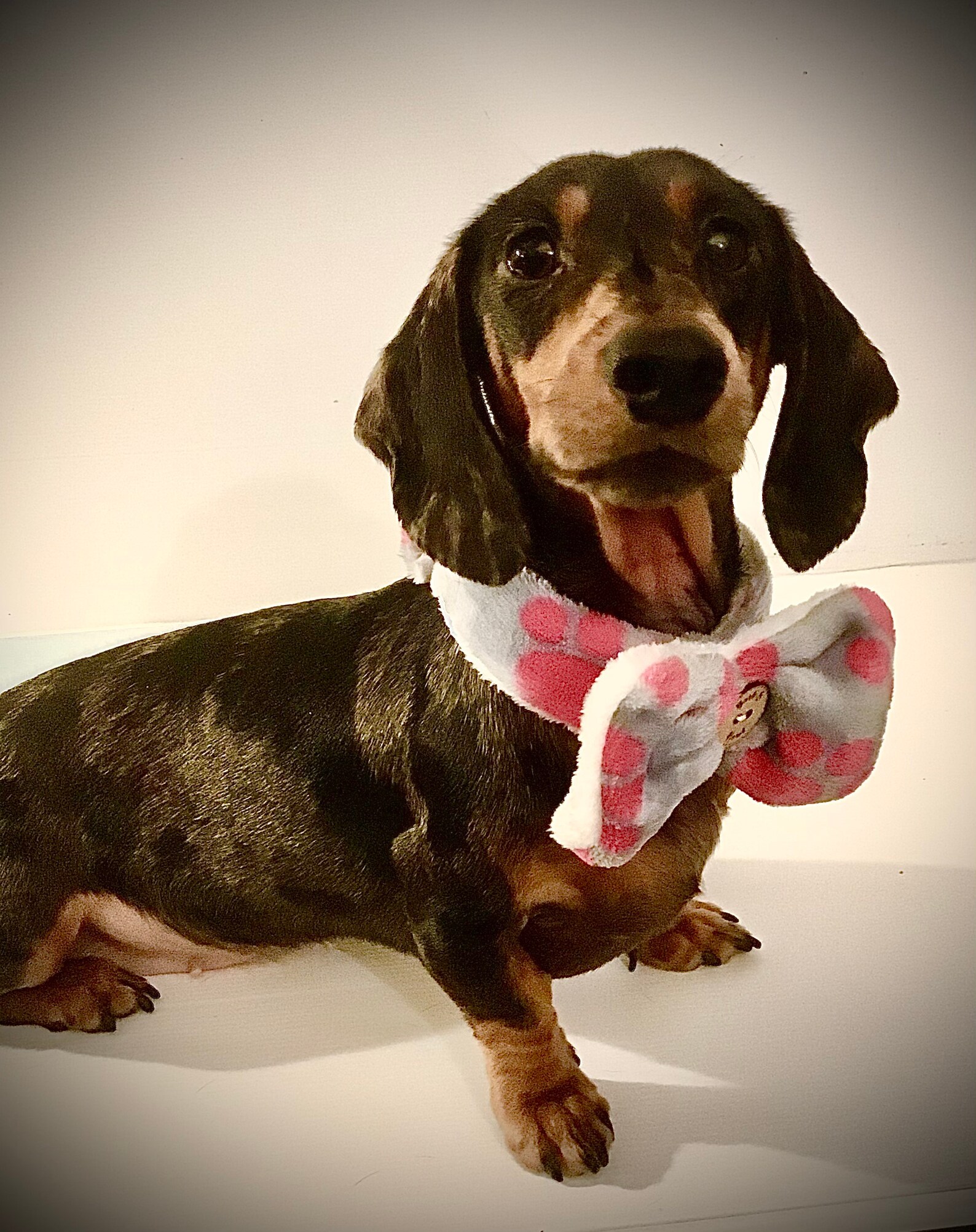 Dachshund Bow Tie Fleece Cosy Soft Bow Tie for Dachshund or Etsy