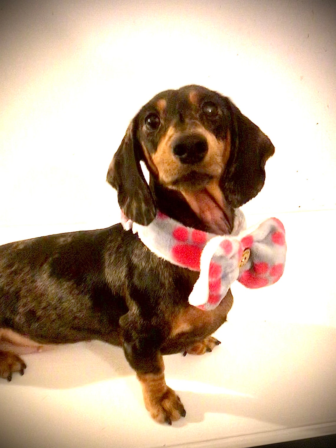 Dachshund Bow Tie Fleece Cosy Soft Bow Tie for Dachshund or Etsy