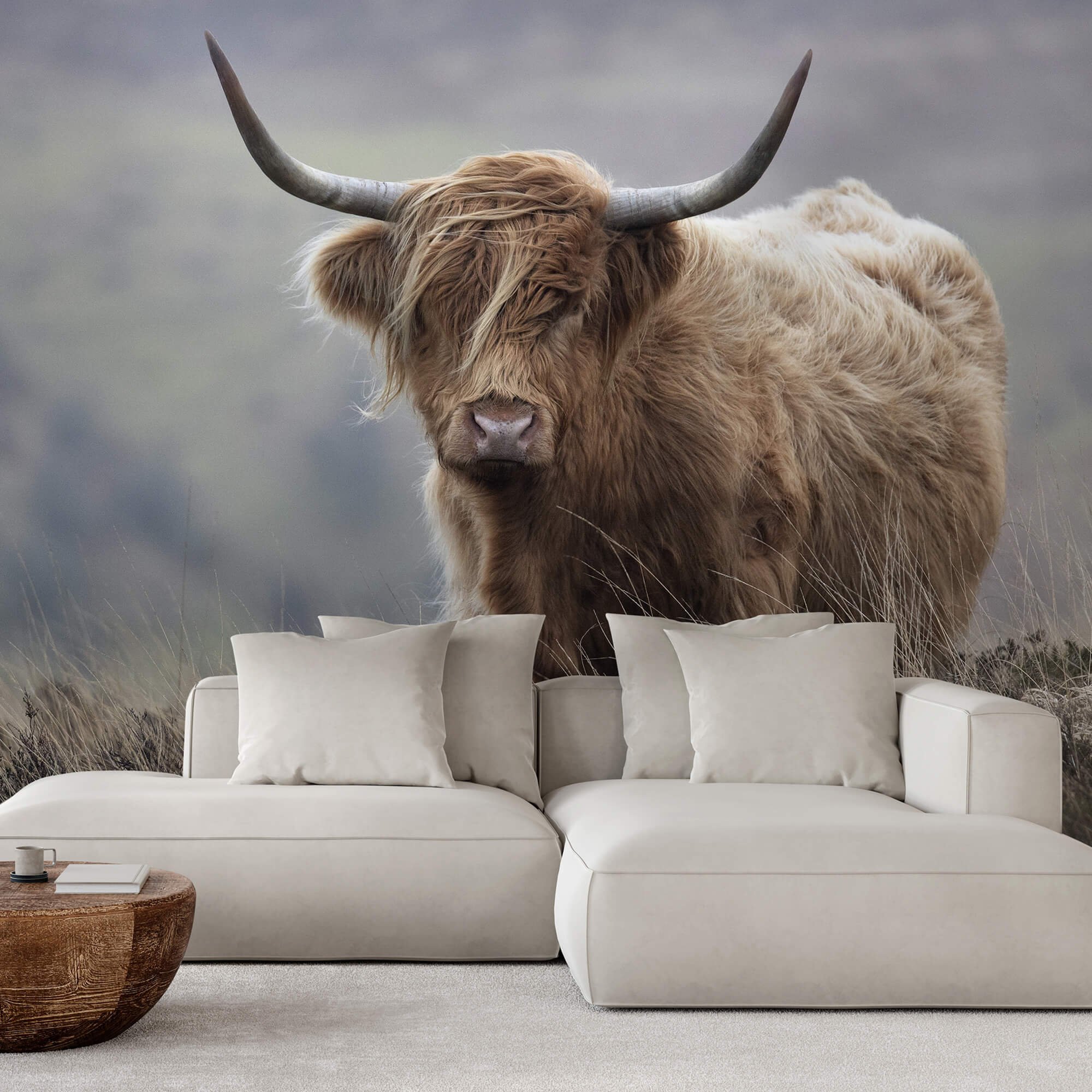 Highland Cow Wall Mural / Wildlife Photography / Nature Etsy