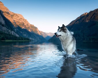 Mountain Lake With Dog Wall Mural Swiss Mountains Alaskan