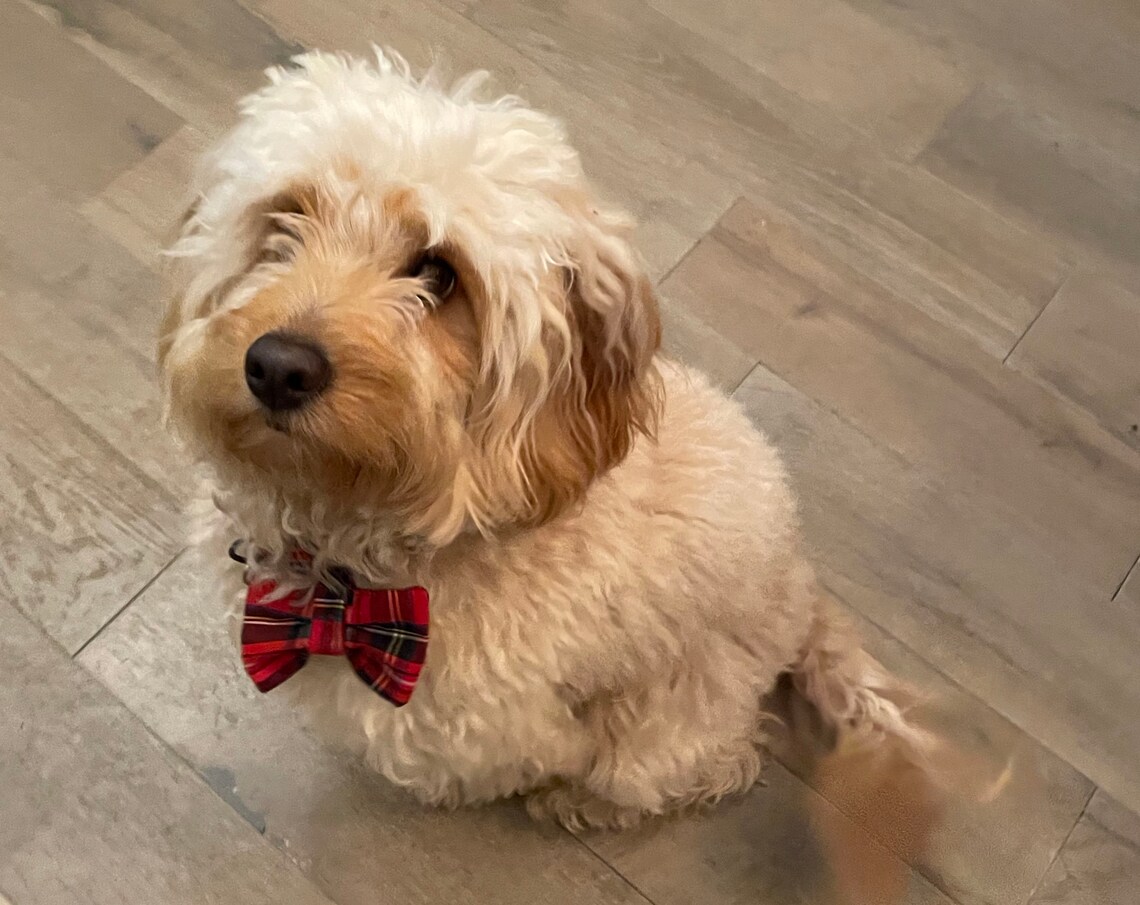 DOG BOW TIE Tartan Paws 100 Washable Cotton Pooch Etsy UK