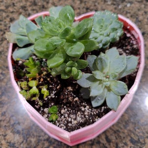 May include: A pink heart-shaped planter filled with a variety of succulent plants. The succulents are green and have a fleshy texture.
