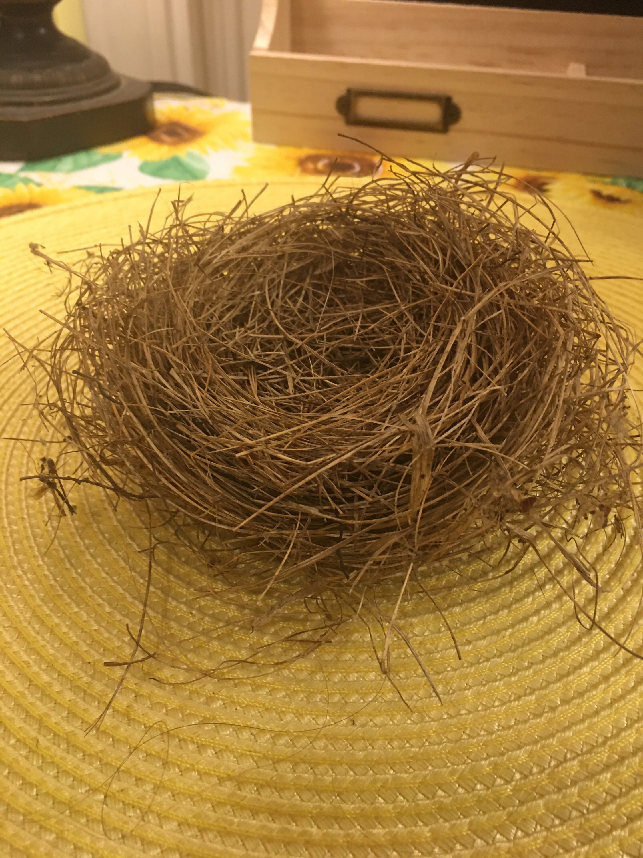 Real Birds Nest Etsy