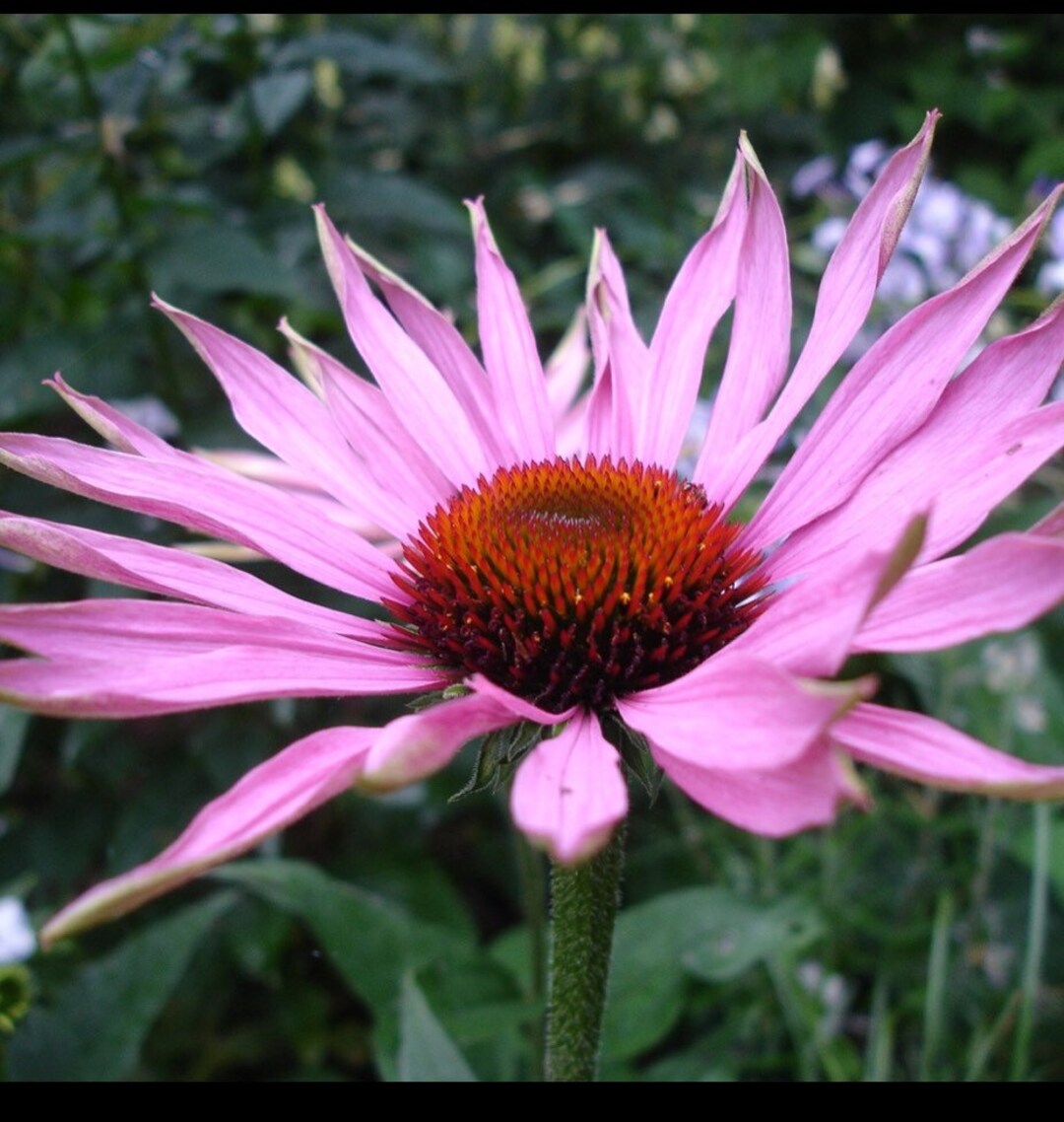 Echinacea/ Cone Flower Seeds Etsy