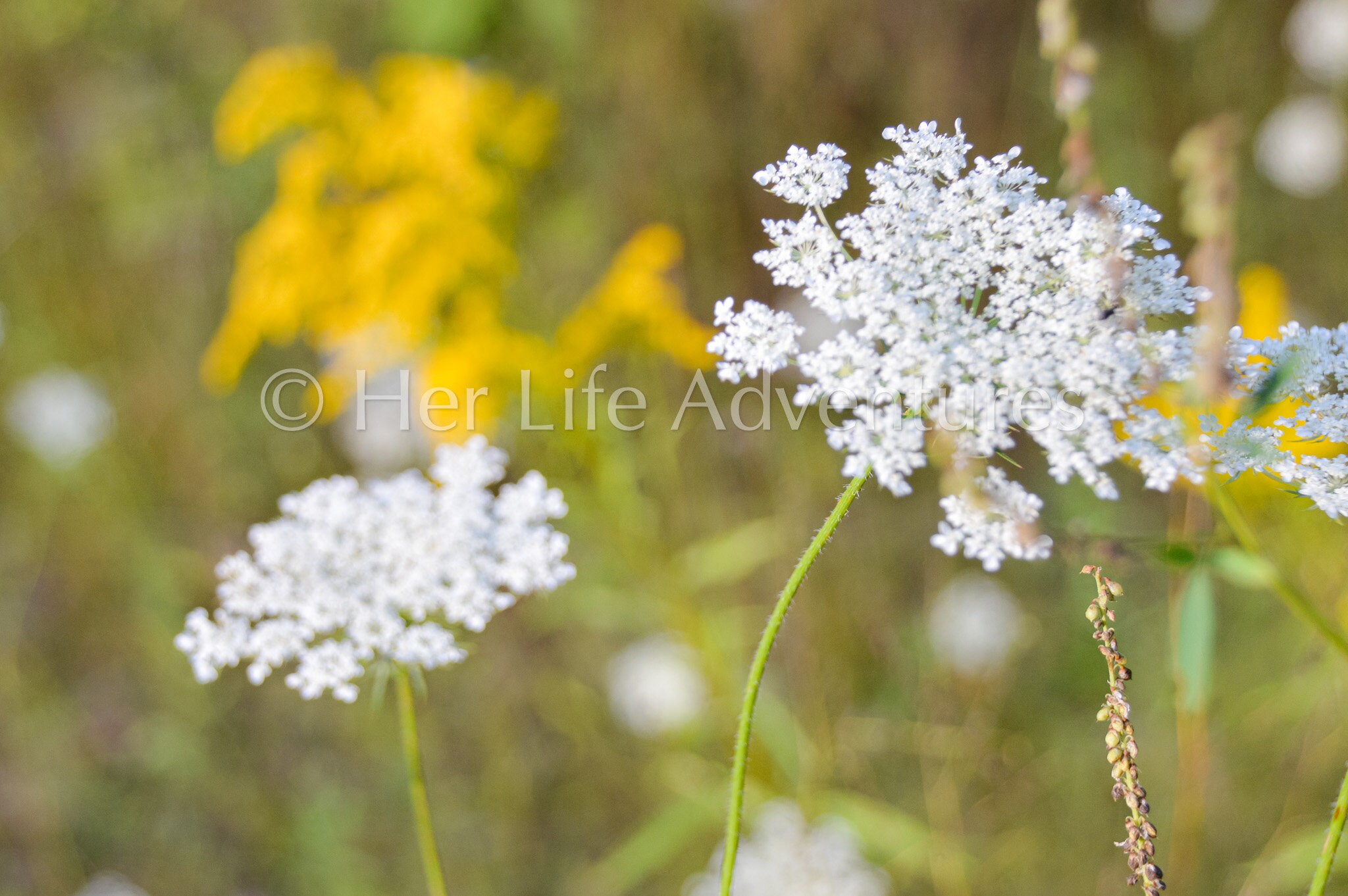 Wild Flowers in Spring Meadow - Etsy