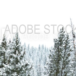 Snow Covered Forest