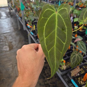 Anthurium 'Swampmannii Long' x ('Rotundatum X'/ 'Doc Block Purple F2') (A78) image 3
