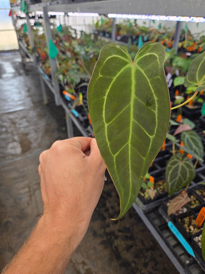 Anthurium 'Swampmannii Long' x ('Rotundatum X'/ 'Doc Block Purple F2') (A78) image 3