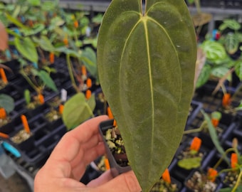 Anthurium 'Ralph Lynam NOID' x Papillilaminum 'Puffy Pap' (A80)