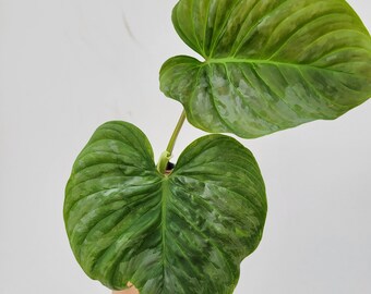 Philodendron Majestic-  The beautiful hybrid of Sodiroi x Verrucosum- Growers Choice listing