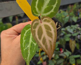 Anthurium 'SKG Grey F2' (A88)