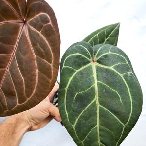 Anthurium 'Doc Block Purple F2' x ('Rotundatum X'/'Doc Block Purple F2') (CS15) afbeelding 2