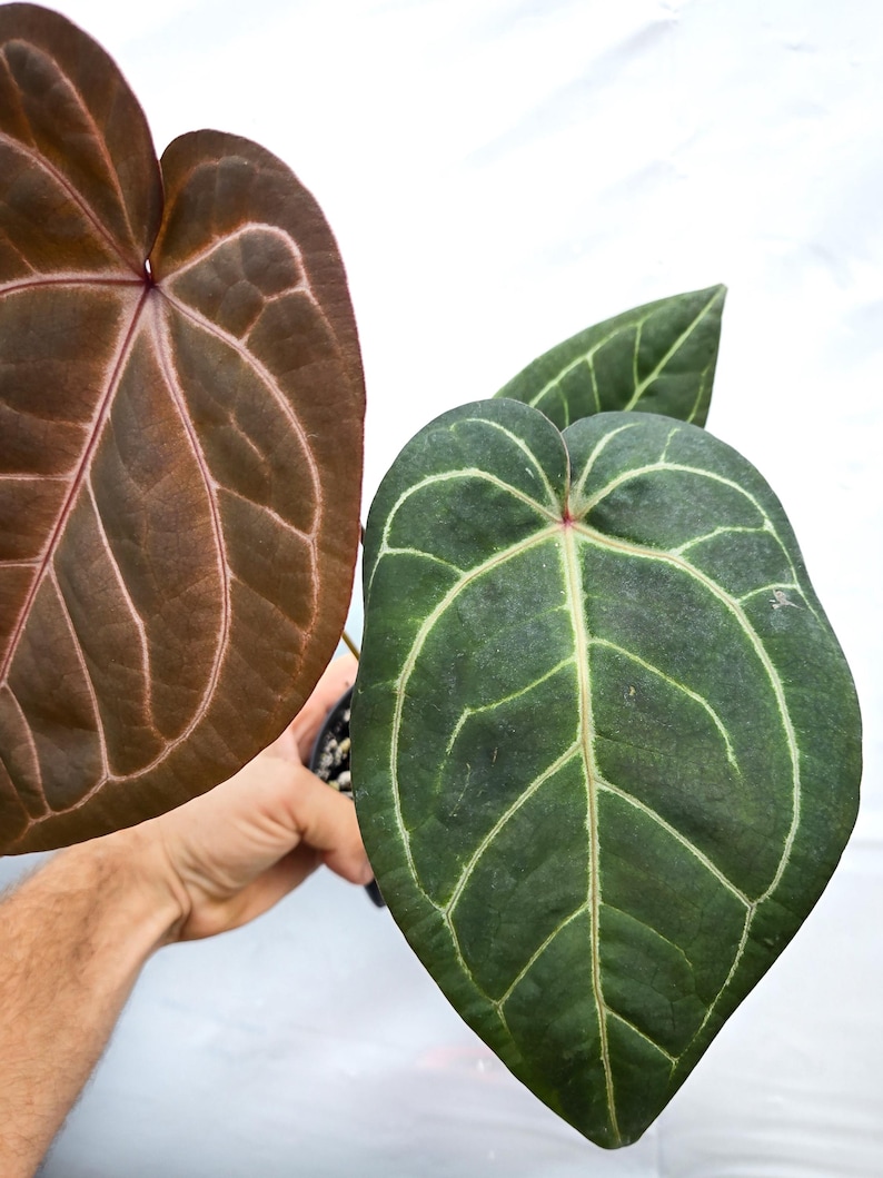 Anthurium 'Doc Block Purple F2' x ('Rotundatum X'/'Doc Block Purple F2') (CS15) afbeelding 2