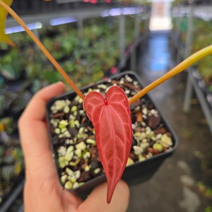 Anthurium 'Doc Block Red F2' x ('Rotundatum X' / 'Doc Block Purple F2') (A86) image 2