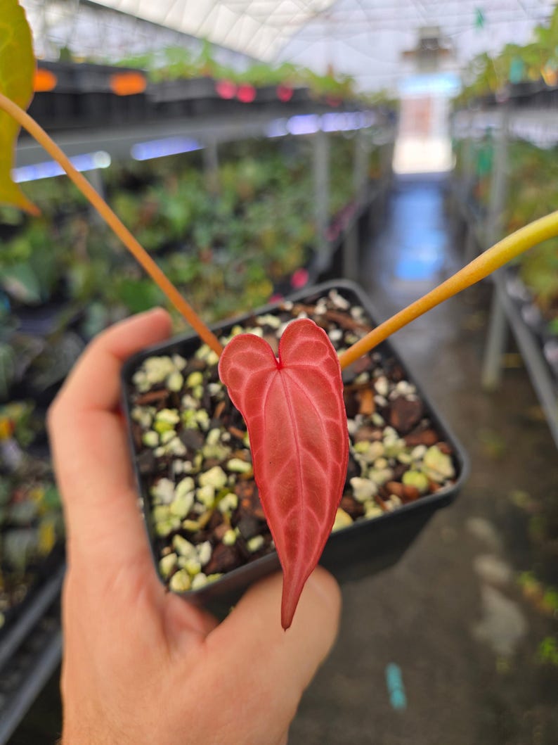 Anthurium 'Doc Block Red F2' x ('Rotundatum X' / 'Doc Block Purple F2') (A86) image 2