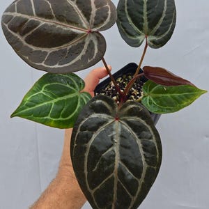 Anthurium 'Doc Block Purple F2' x ('Rotundatum X' / 'Doc Block Purple F2') (CS04) image 1