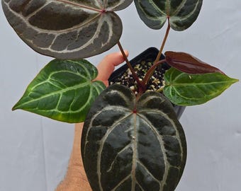 Anthurium 'Doc Block Purple F2' x ('Rotundatum X' / 'Doc Block Purple F2')  (CS04)
