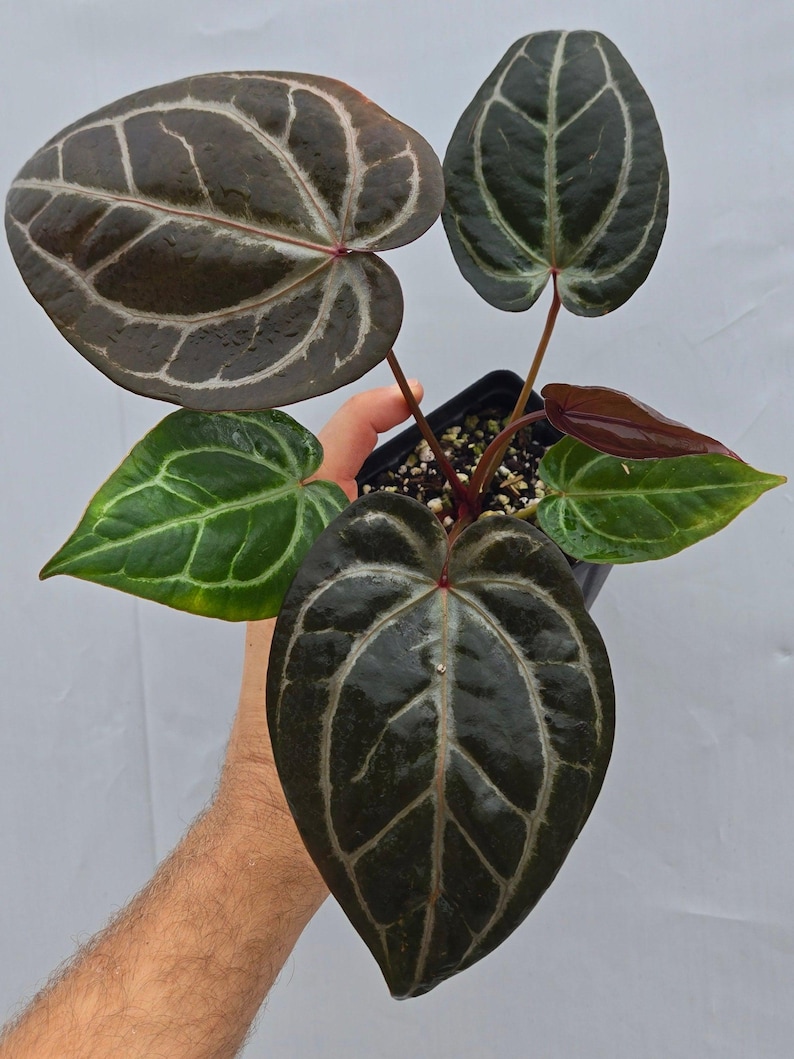 Anthurium 'Doc Block Purple F2' x ('Rotundatum X' / 'Doc Block Purple F2') (CS04) image 1