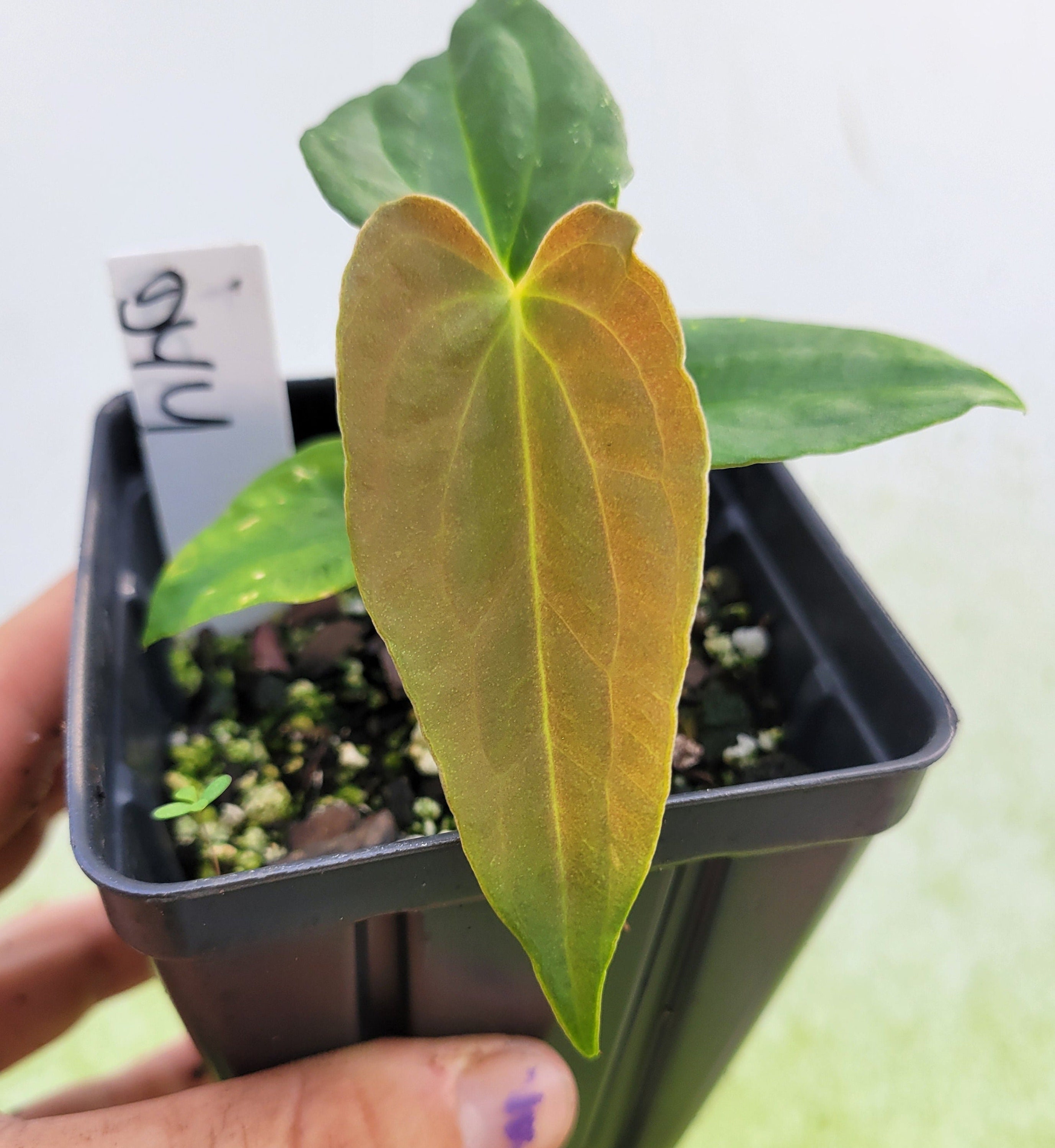 Anthurium Ree Gardens Papillilaminum X Self - #D44 - Etsy