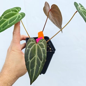Anthurium 'Swampmannii #3' x ('Rotundatum X' / 'Doc Block Purple F2') (CS25) image 2